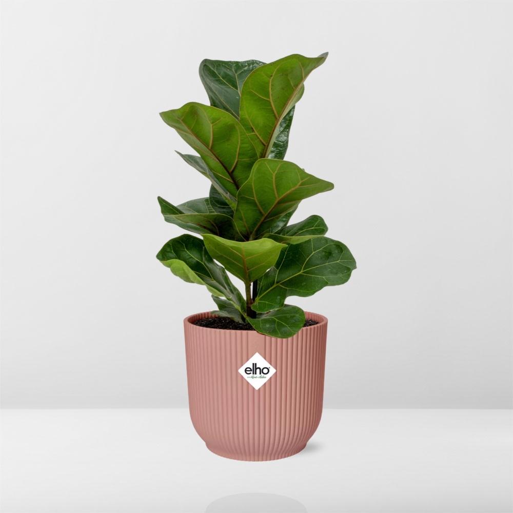 Ficus Lyrata ‘Bambino’ – Pflegeleichte Zimmerpflanze im ELHO Vibes Fold Topf