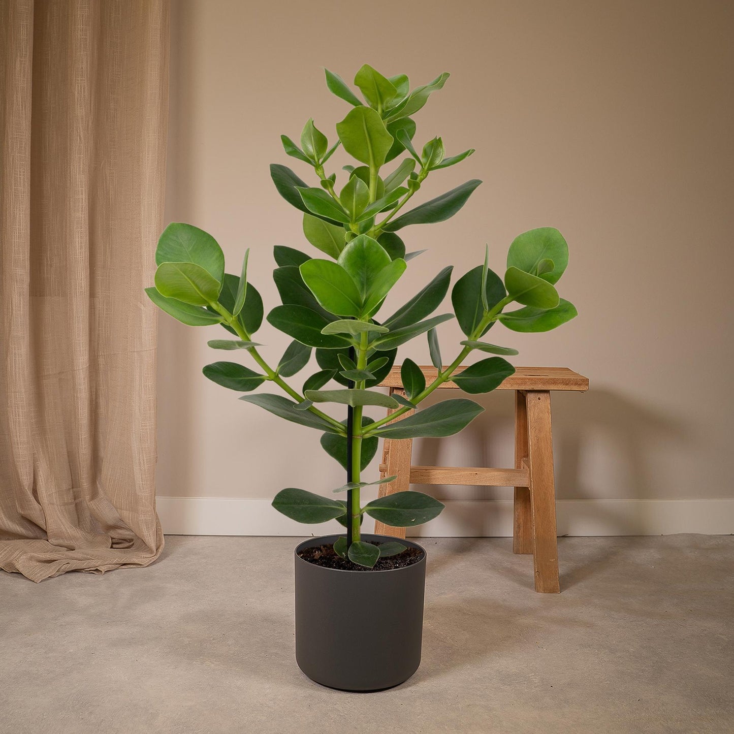 Clusia Rosea 'Princess' – Pflegeleichte Zimmerpflanze 60 cm