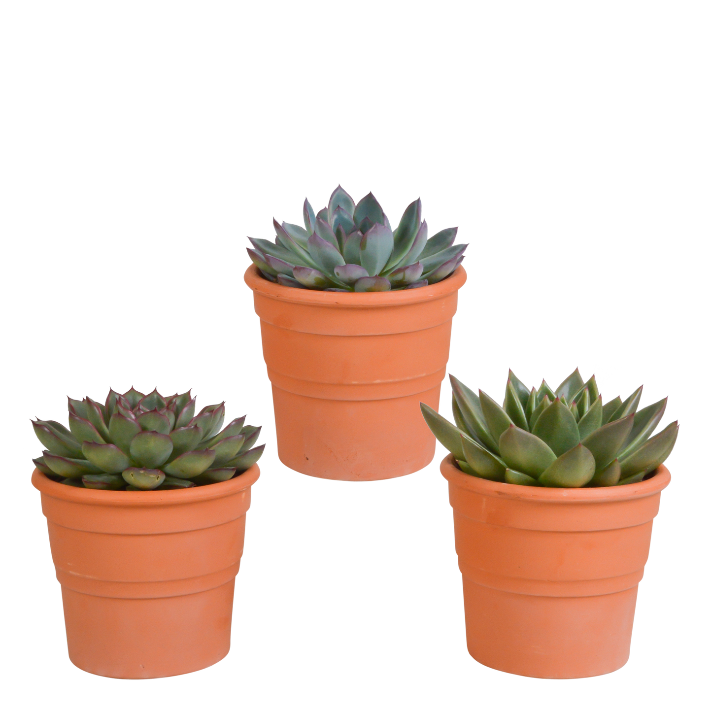 Echeveria-Mix 3er Set im Terrakottatopf 10,5 cm