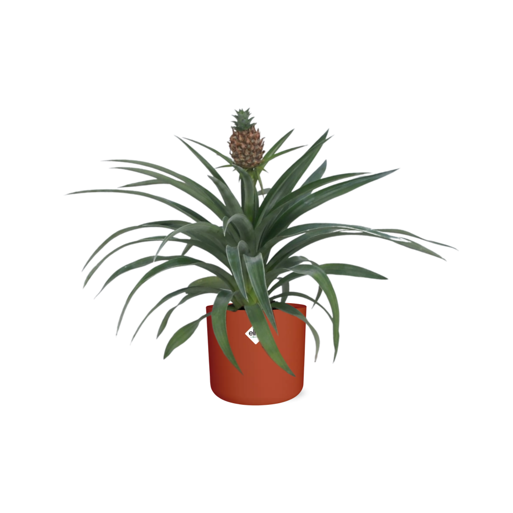 Ananas-Pflanze im 12 cm Topf – Tropisches Flair & pflegeleicht