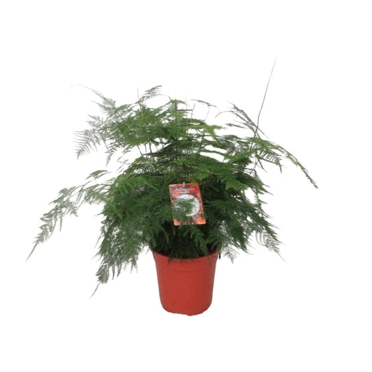 Asparagus setaceus - Asparagus-Farn Ø21cm, ca. 60cm hoch
