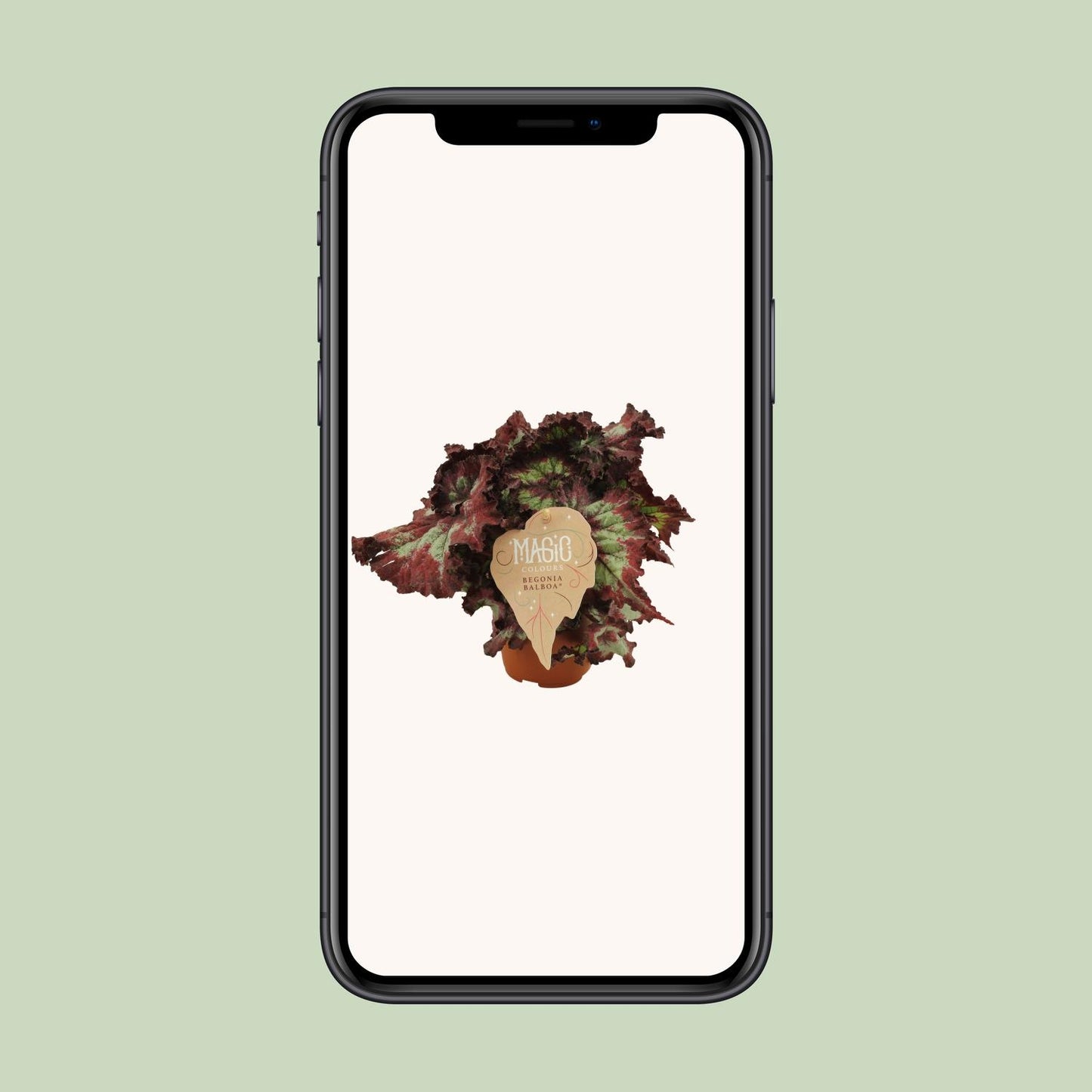 Begonia Rex Balboa – Farbenfrohe, pflegeleichte Zimmerpflanze Ø12 cm
