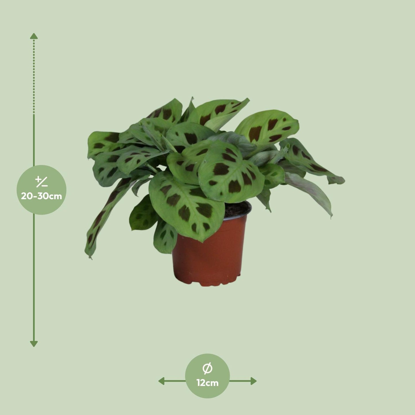 Maranta Leuconeura 'Kerchoveana' – Pflegeleichte Gebetspflanze Ø12cm