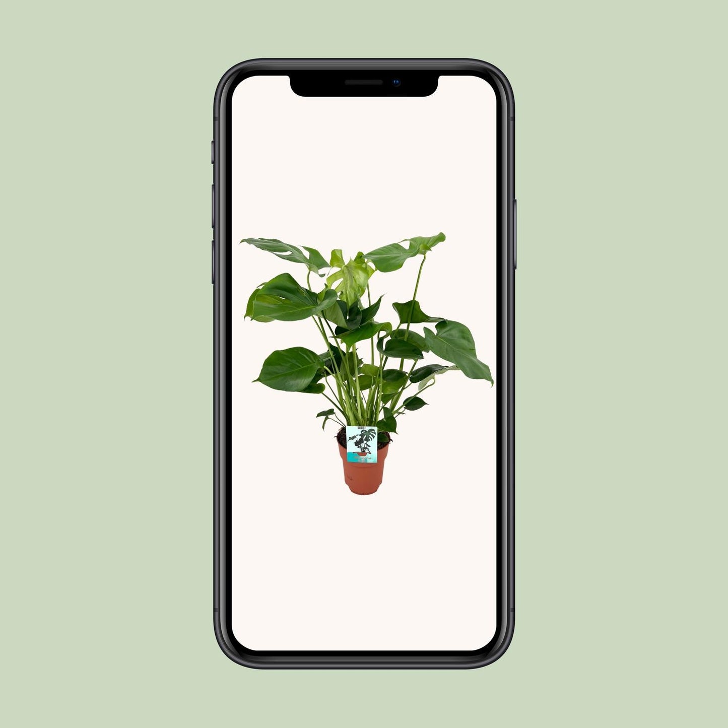 Monstera Deliciosa – Pflegeleichte Tropische Zimmerpflanze Ø19cm