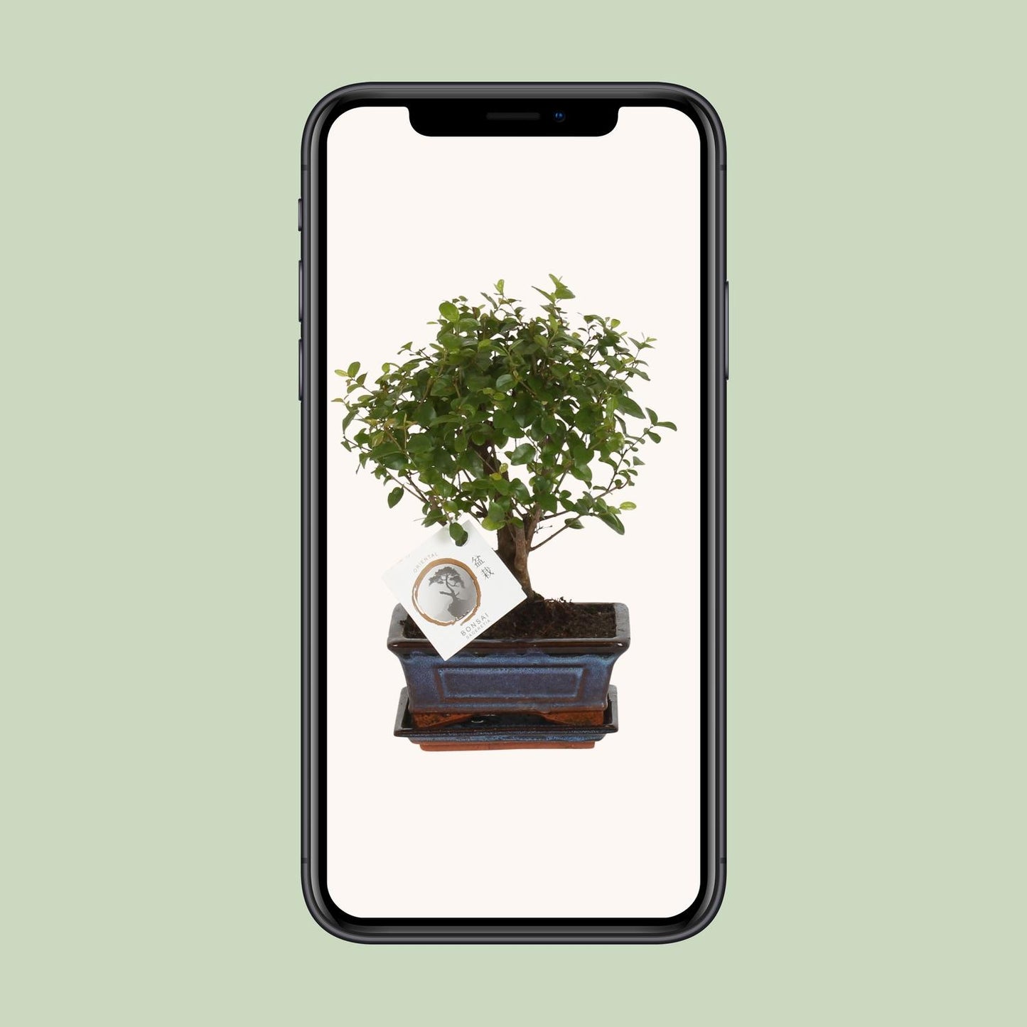 Bonsai 'Sageretia' – Kugelform Ø15cm, Höhe 30cm