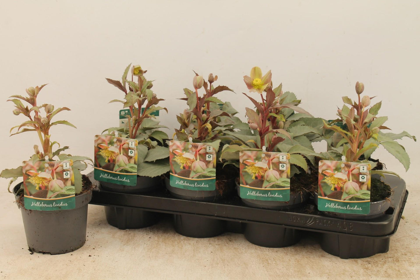 Helleborus Sternii – Pflegeleichte Winterblüher Ø13cm