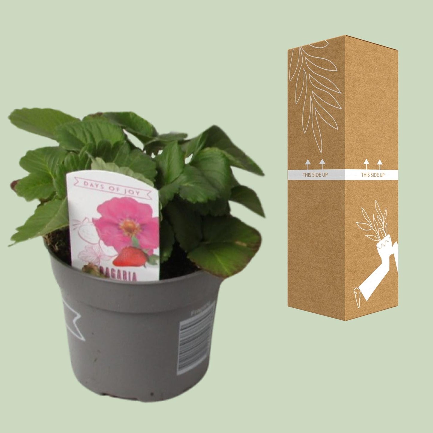 Fragaria Summer Breeze – Winterharte Erdbeere Ø10,5 cm