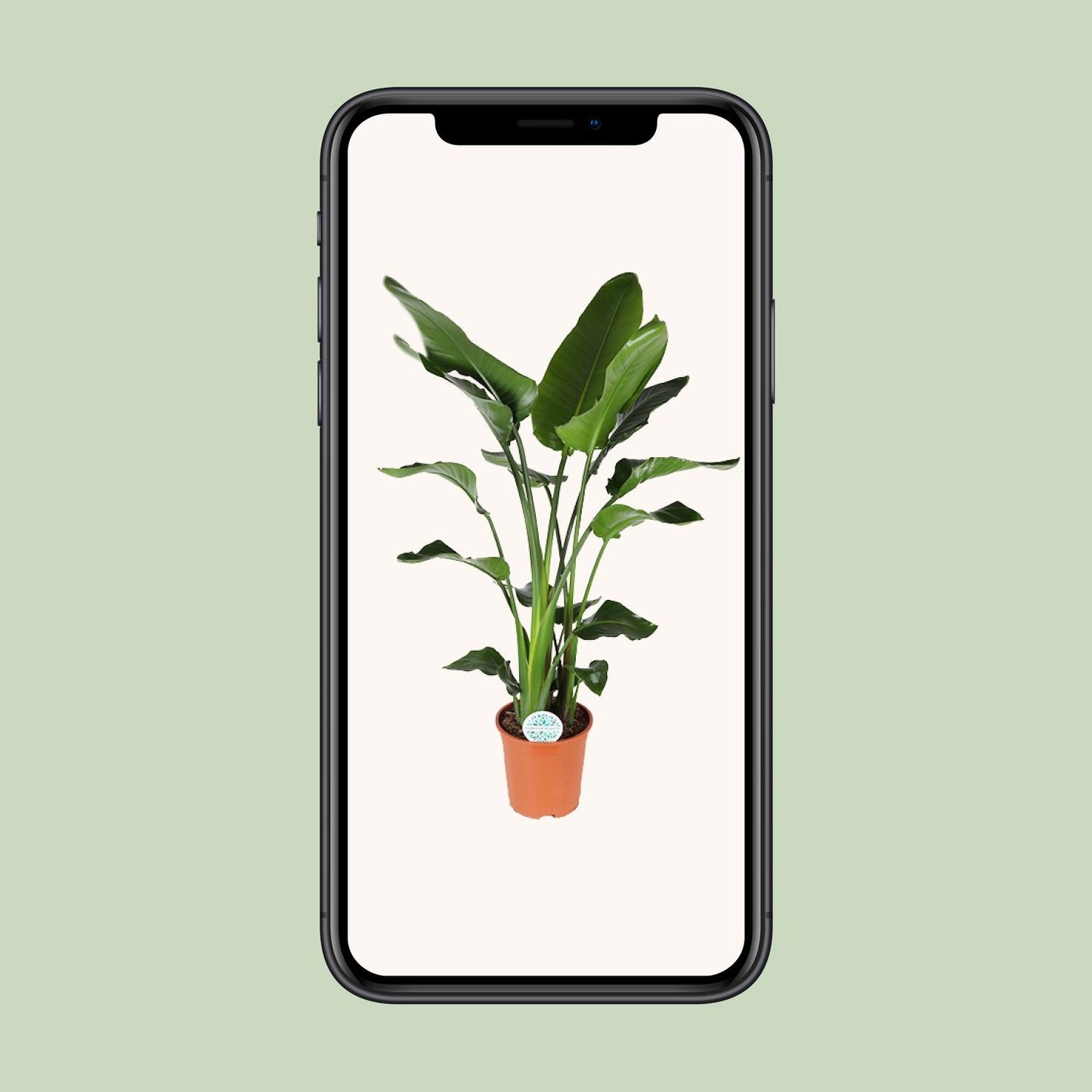 Strelitzia Nicolai – Exotische Paradiesvogelblume Ø27cm, ca. 140cm