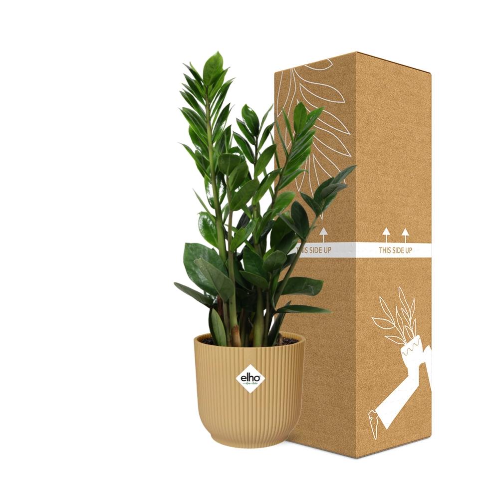 Zamioculcas (ZZ-Pflanze) in ELHO Vibes Fold Topf 14cm Gelb, 45-50 cm