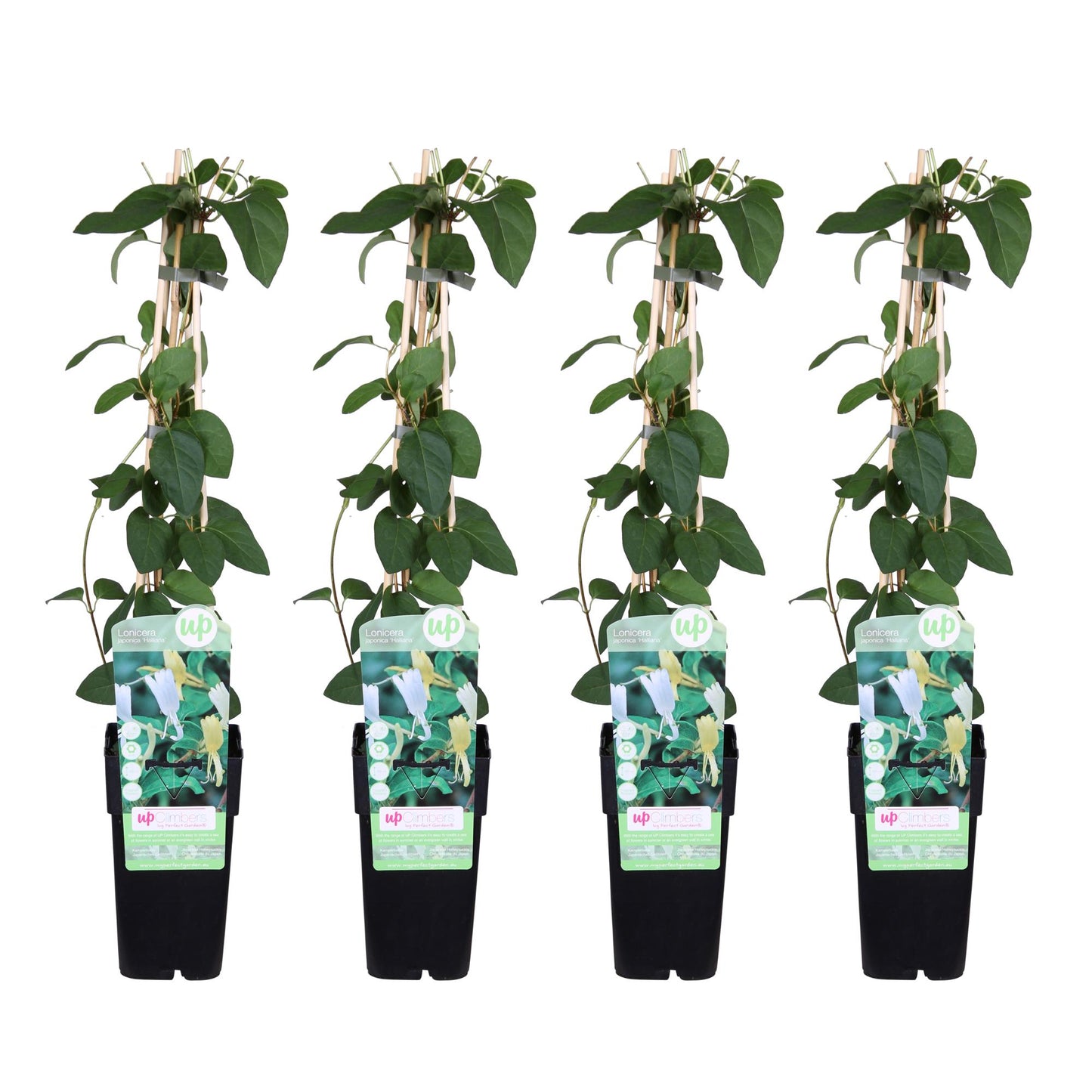 4x Weißes Geißblatt 'Halliana' – Lonicera japonica, Ø15cm, 65cm hoch