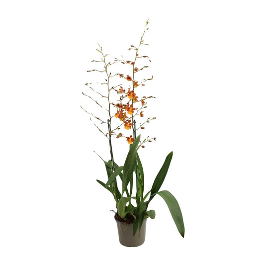 Tanzende Damen Orchidee Oncidium Ø17 cm, Höhe 80 cm