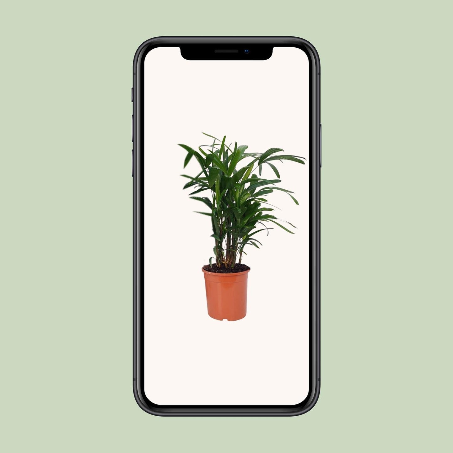 Rhapis Excelsa – 80 cm Lady-Palme, pflegeleicht