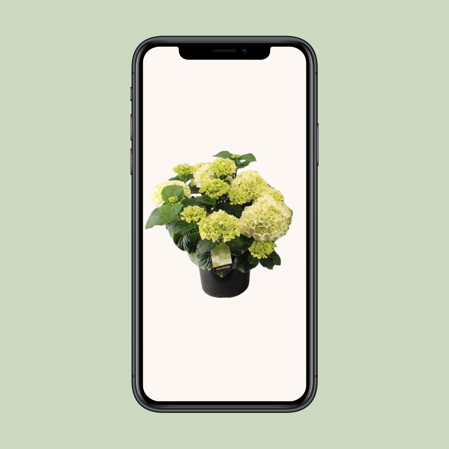 Endlose Hortensie Ø23cm – Blühende Zimmerpflanze