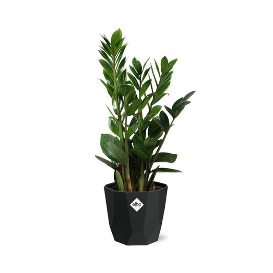 Zamioculcas (ZZ-Pflanze) – 45-50 cm in 14 cm Topf, b.for rock living black