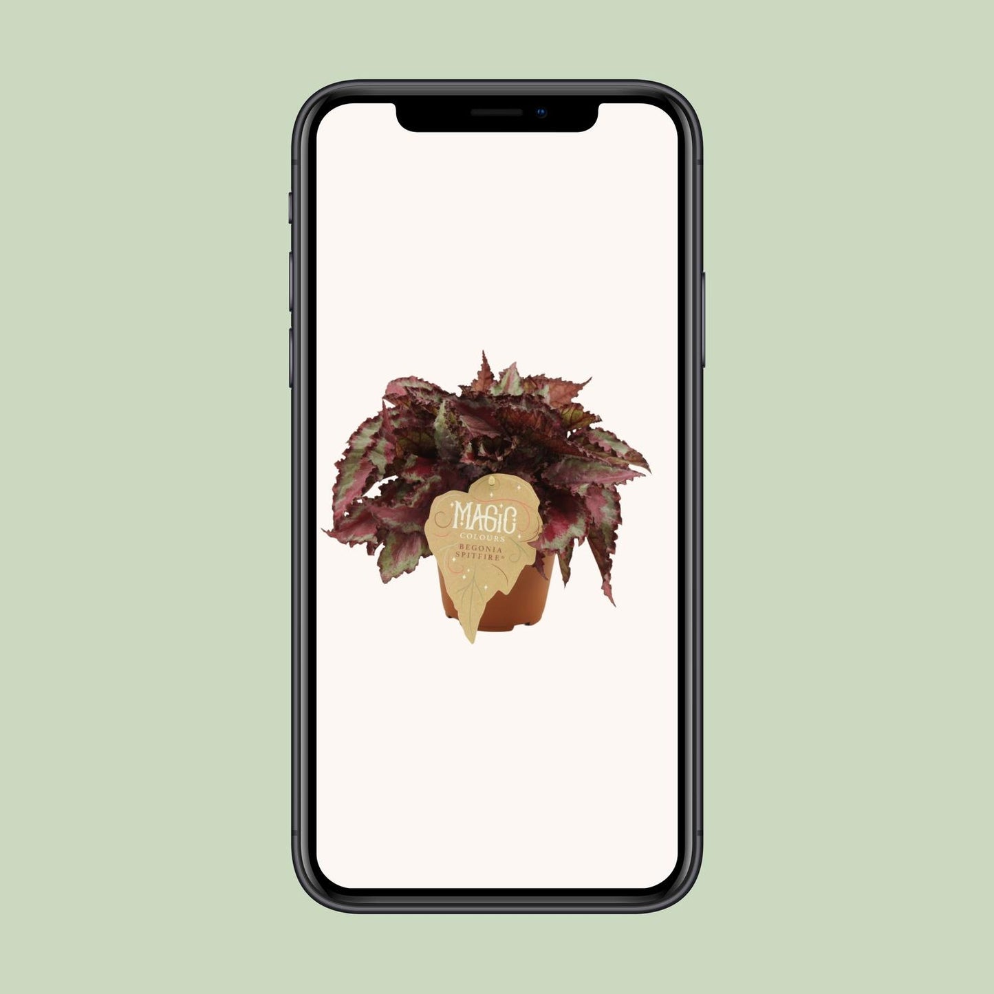Begonia Rex Spitfire – Farbenfrohe, pflegeleichte Zimmerpflanze Ø12 cm
