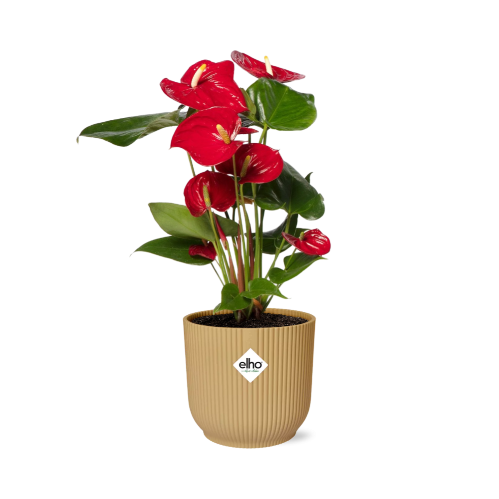 Anthurium Red 12cm im ELHO Vibes Fold Topf Gelb