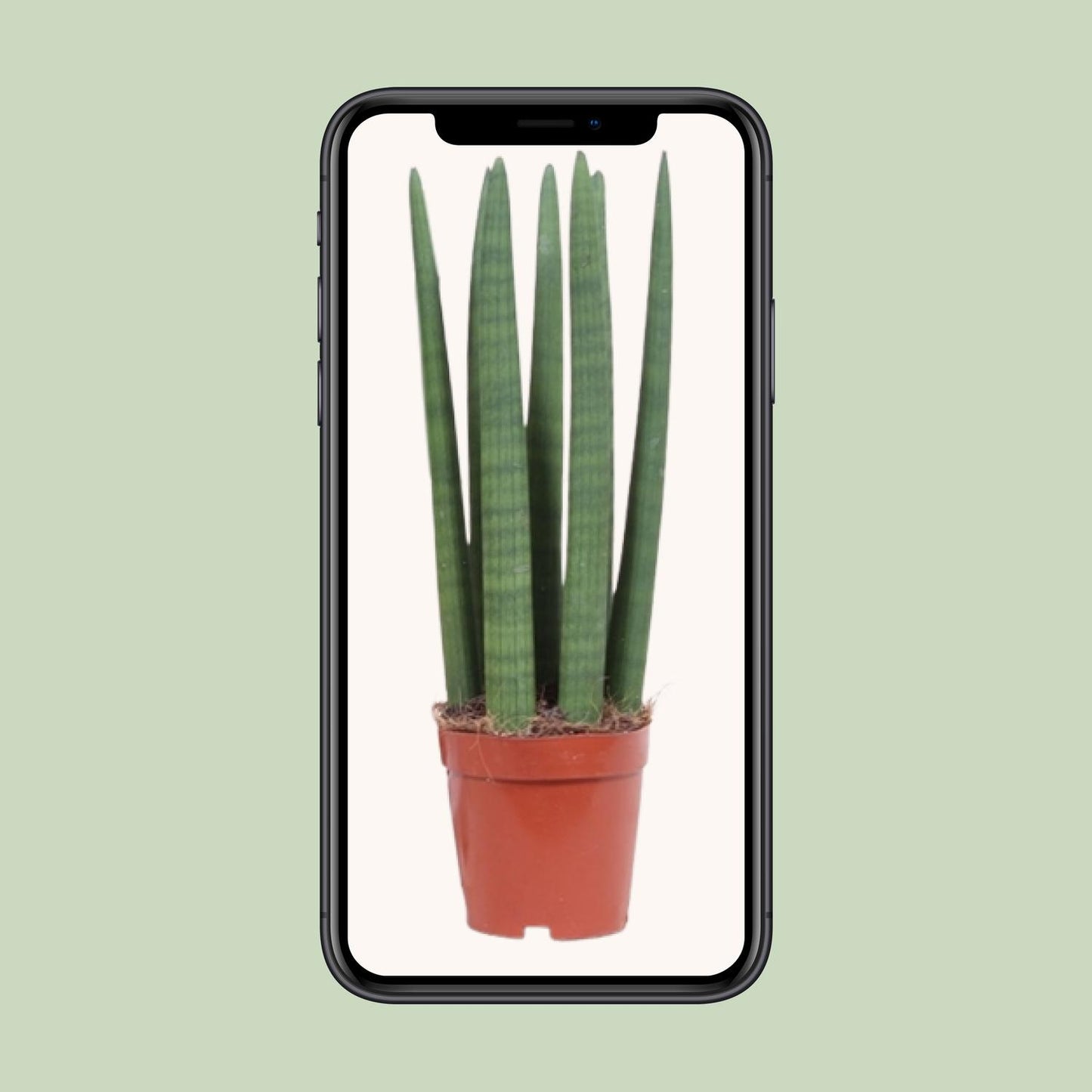 Sansevieria Straight – Pflegeleichte Schwiegermutterzunge Ø12cm