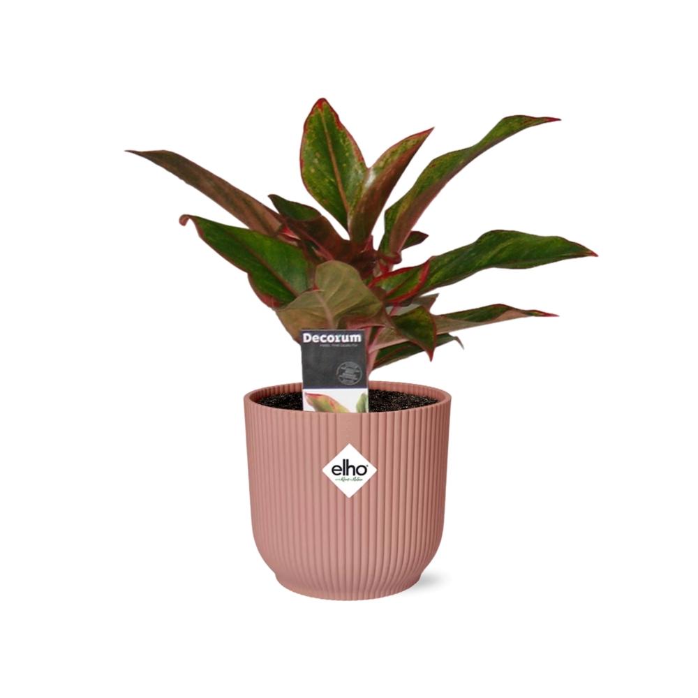 Aglaonema Crete in ELHO Vibes Fold 14 cm rosa – Luftreinigende Zimmerpflanze