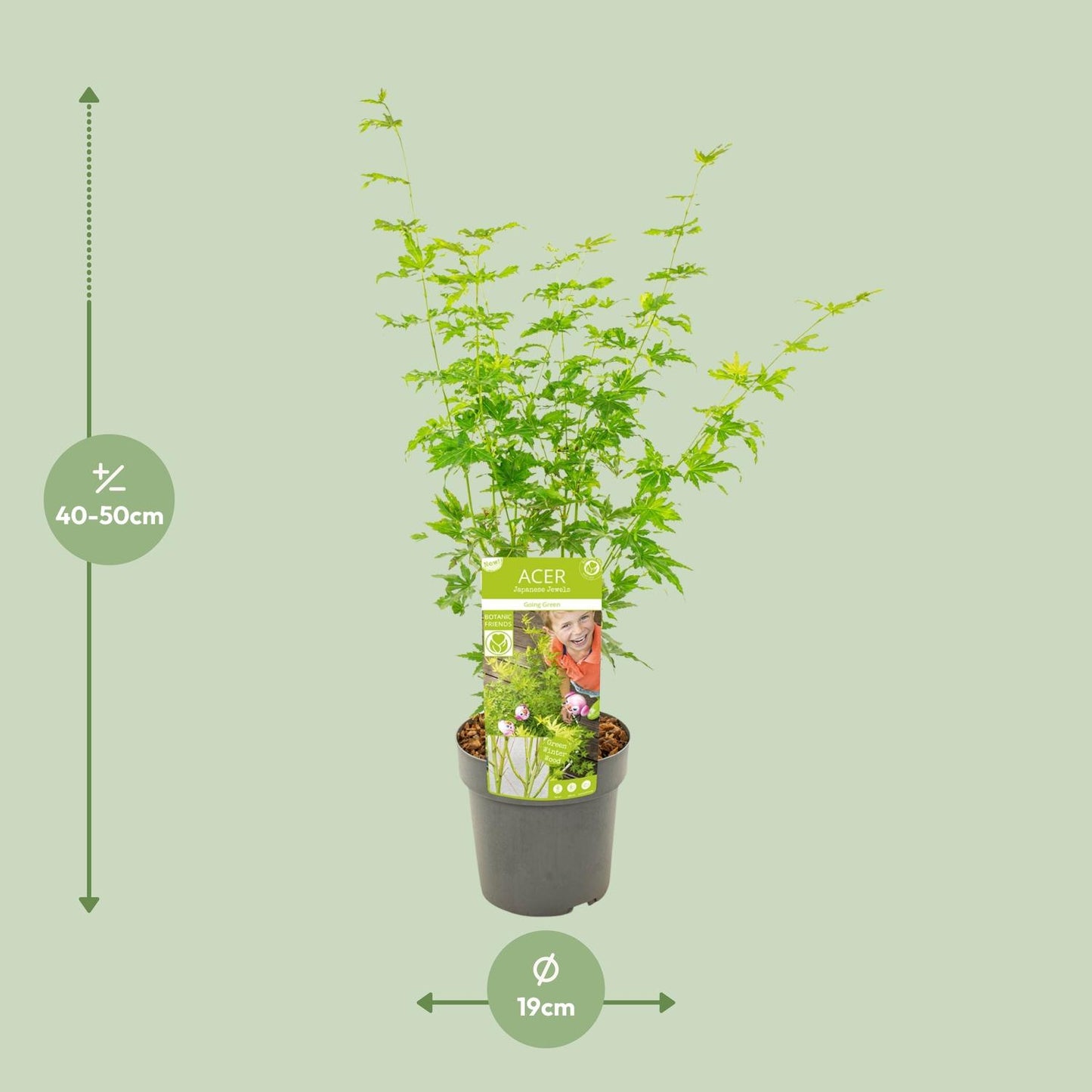 Fächerahorn 'Going Green' – kompakte Zimmer- & Gartenpflanze