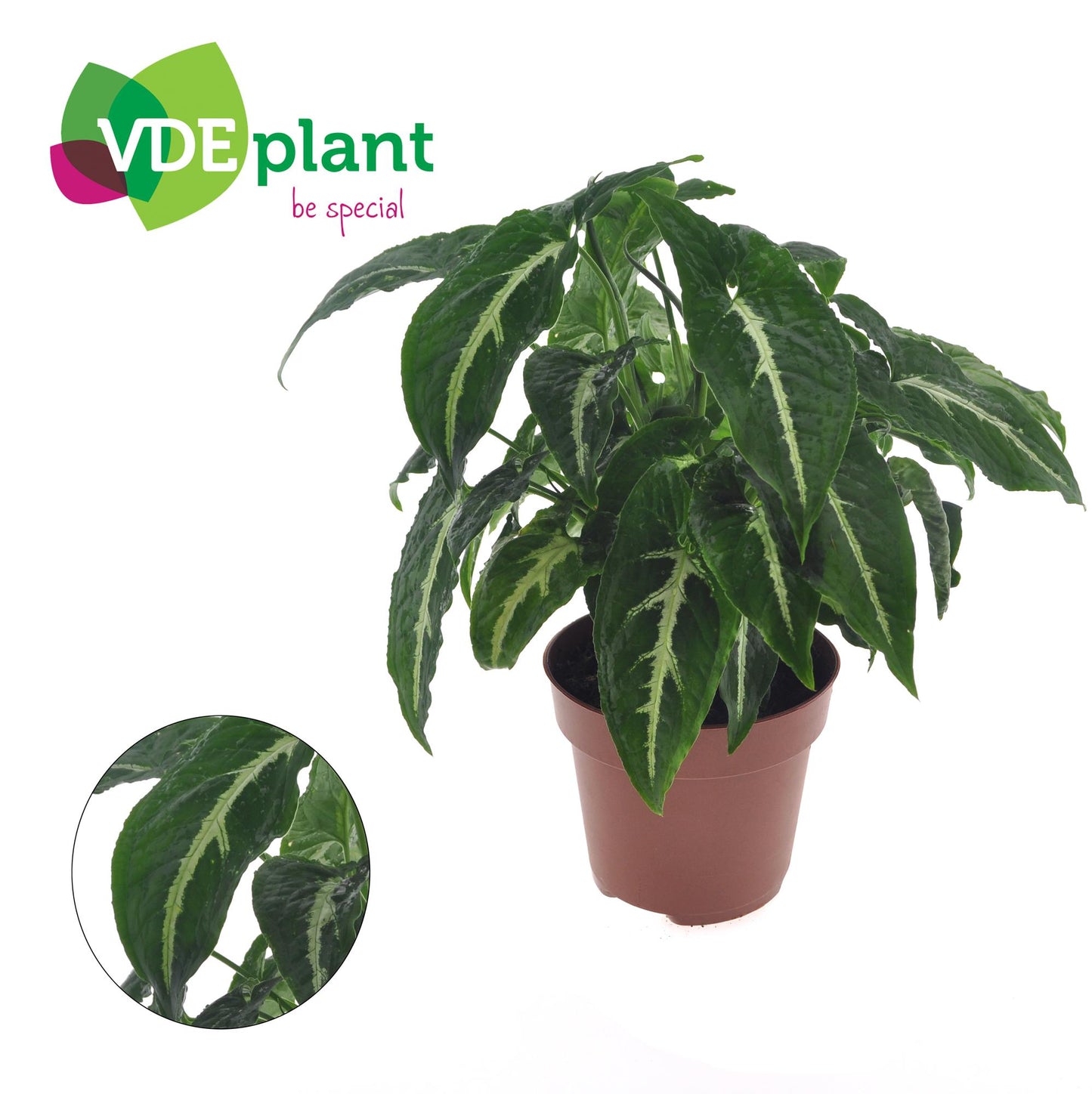Purpurtutendolde 'Wendlandii' – Pflegeleichte Zimmerpflanze Ø12cm