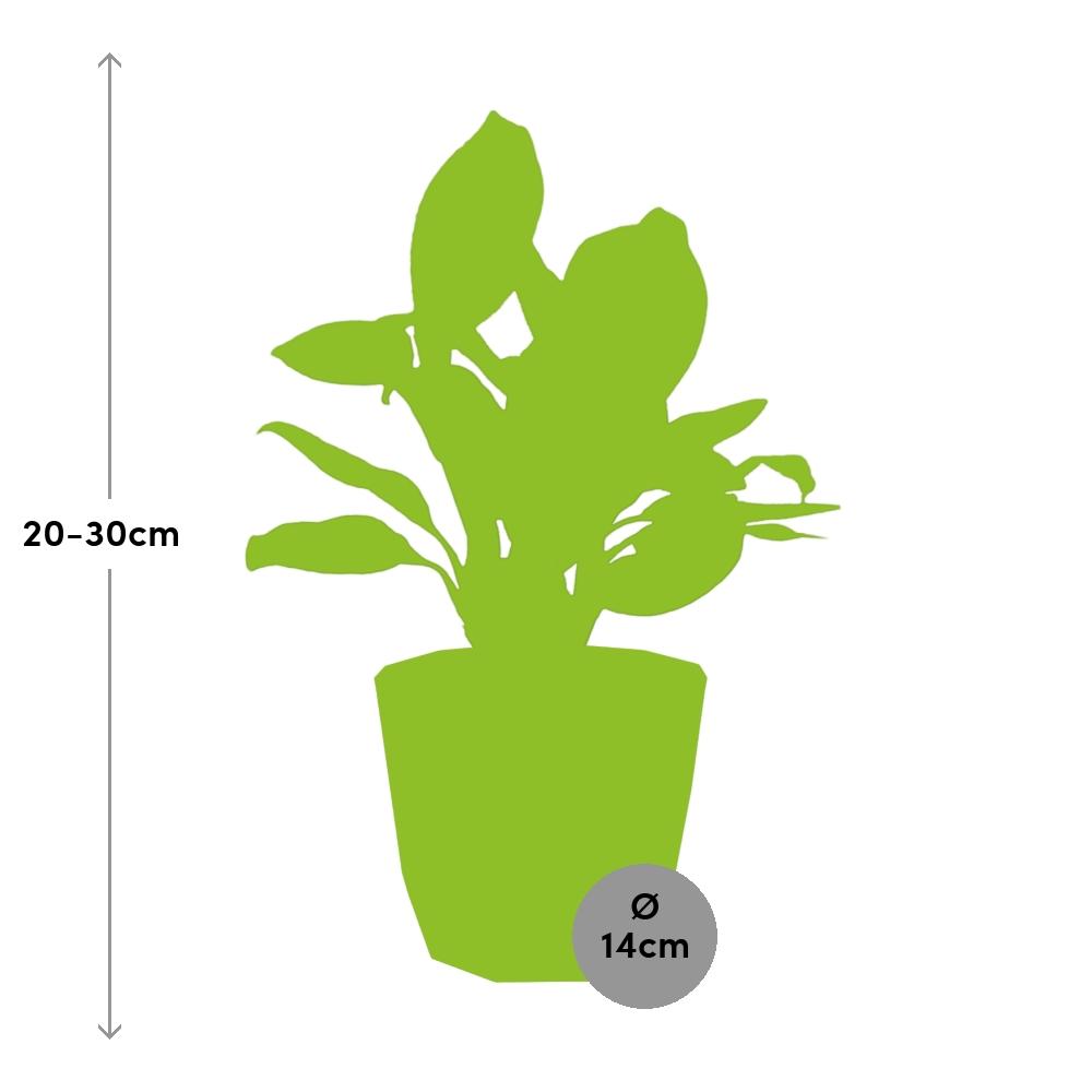 Aglaonema Christina in ELHO b.for rock 14 cm warm grey