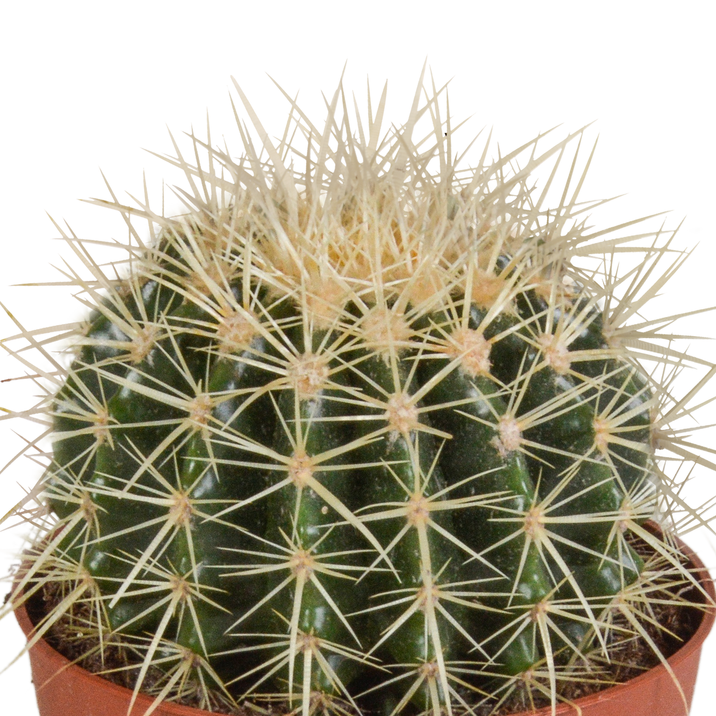 Echinocactus grusonii – Pflegeleichter Kugelkaktus 12 cm