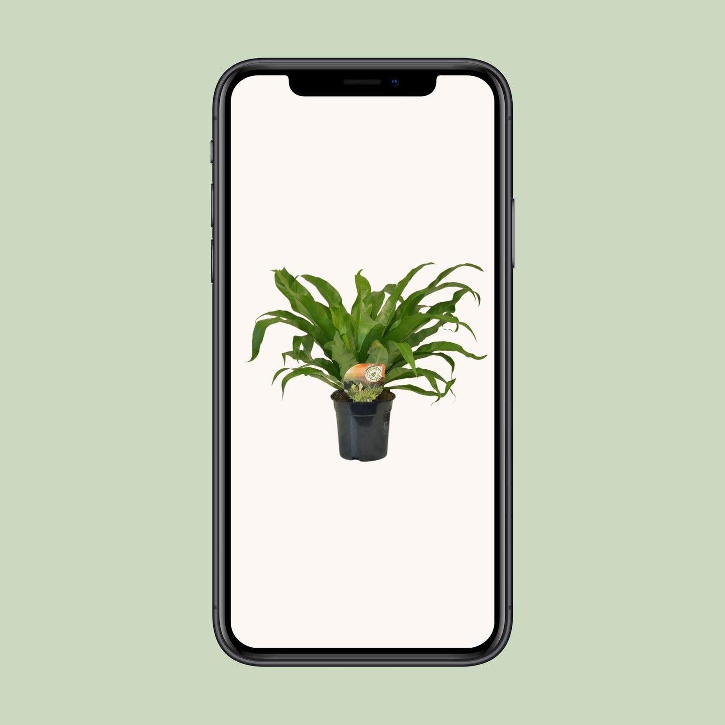 Asplenium Antiquum – Elegantes Spleenwort Ø17 cm, 40 cm hoch