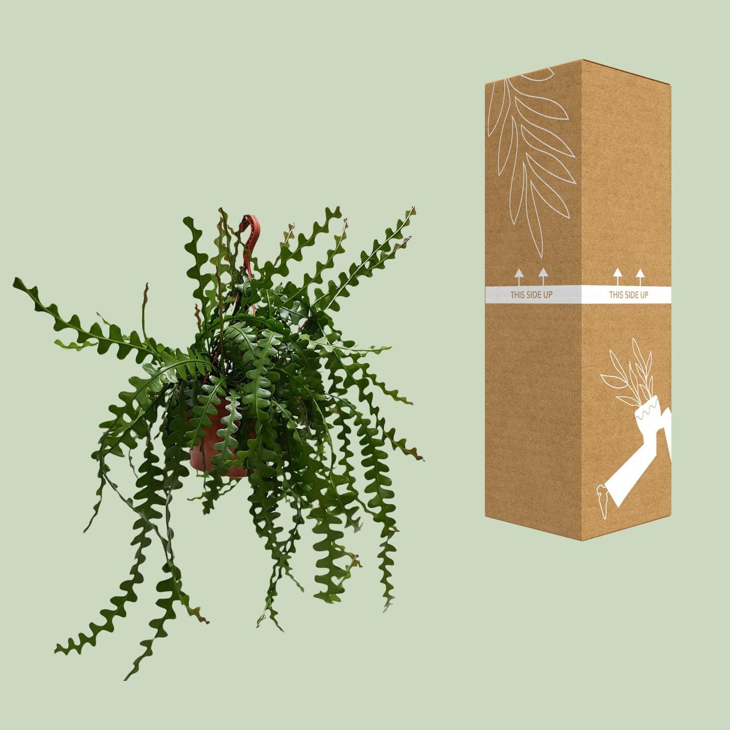 Epiphyllum anguliger – Fischgrätenkaktus Ø30cm, 60cm hoch