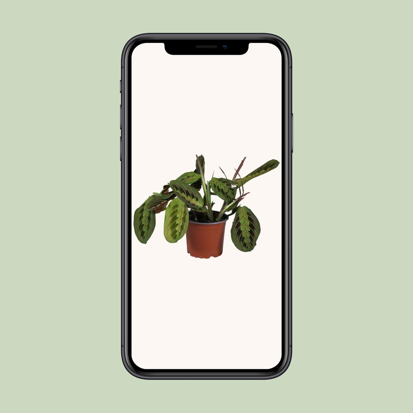 Maranta Leuconeura Fascinator – Pflegeleichte Gebetspflanze Ø12cm