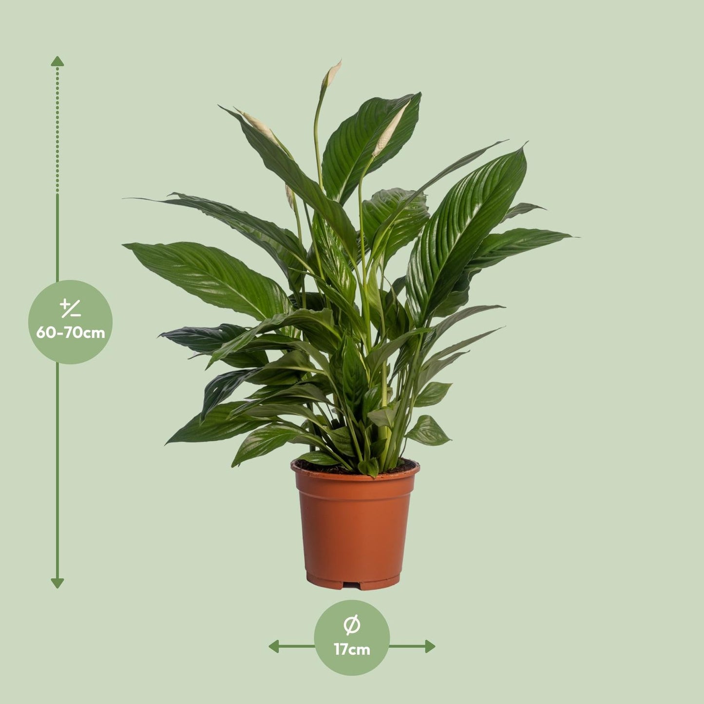 Spathiphyllum Vivaldi – Pflegeleichte Friedenslilie Ø17cm, 70cm hoch