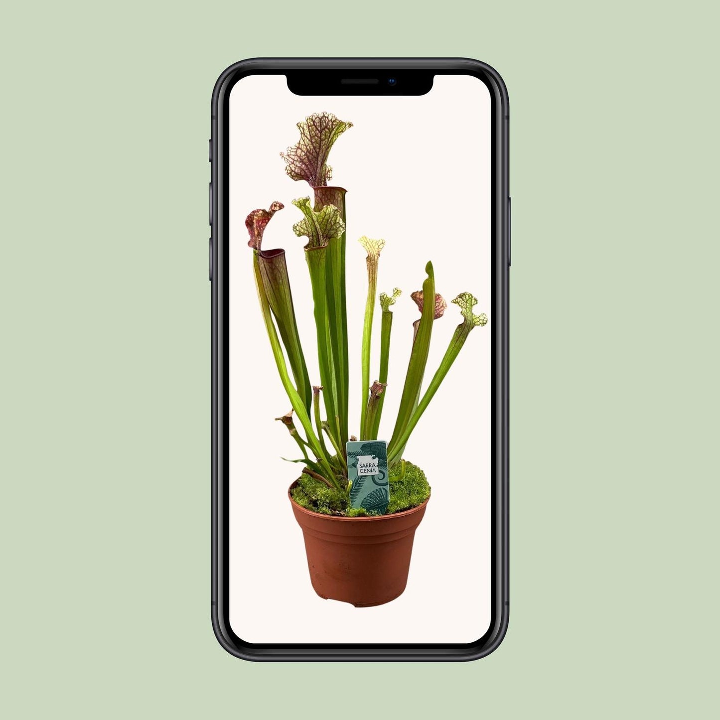 Sarracenia Judith Hindle – Exotische Kannenpflanze Ø12cm
