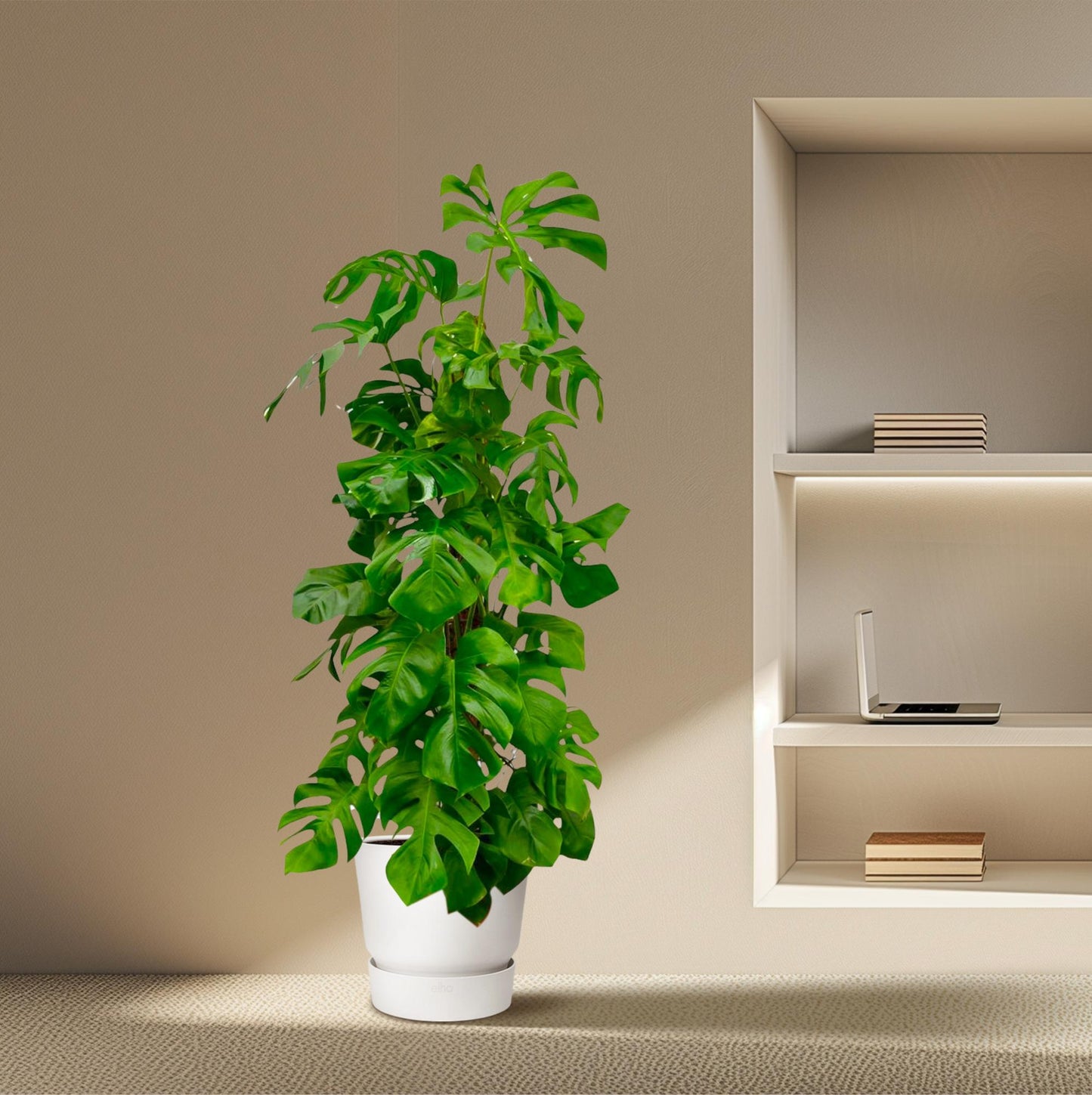 Monstera Deliciosa XXL – Tropische Zimmerpflanze 180 cm
