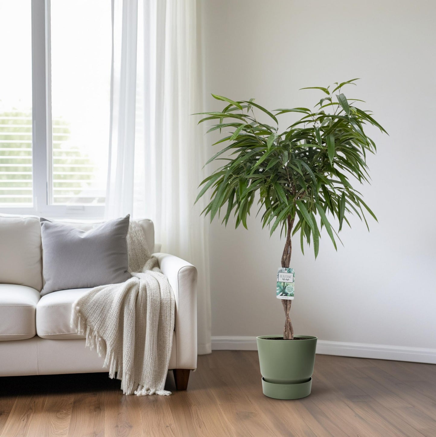 Ficus Mahori – Elegante, pflegeleichte Zimmerpflanze 120 cm