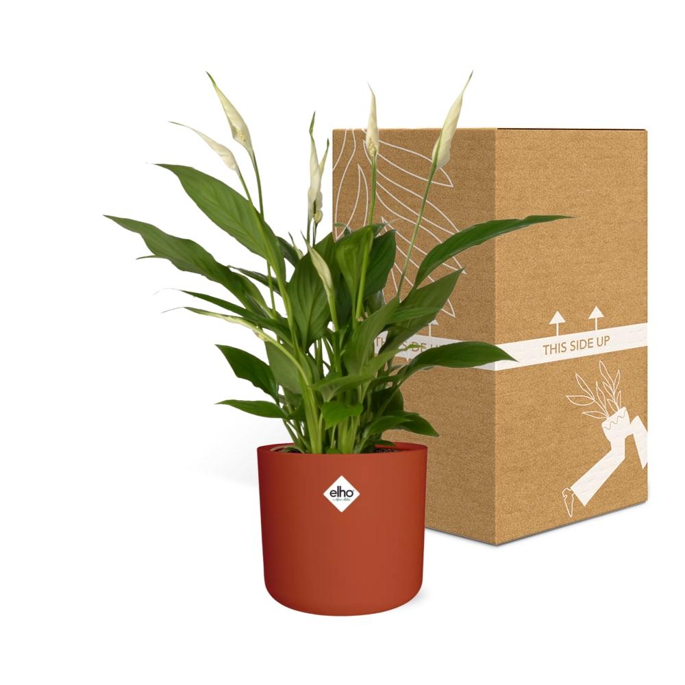 Friedenslilie (Spathiphyllum) 12 cm im ELHO b.for soft Topf