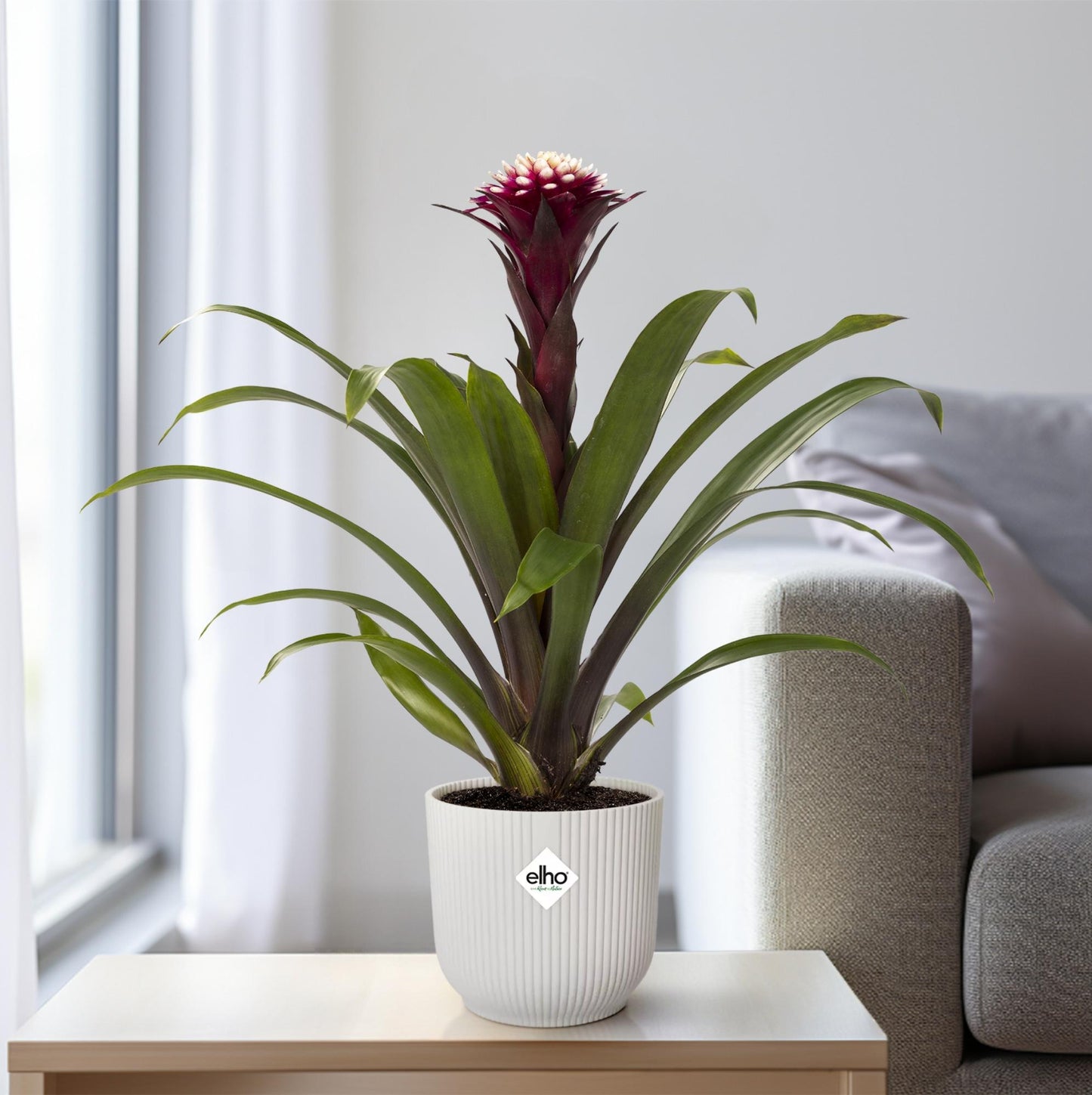 Guzmania Fransesca – Farbenfrohe, pflegeleichte Zimmerpflanze Ø12cm