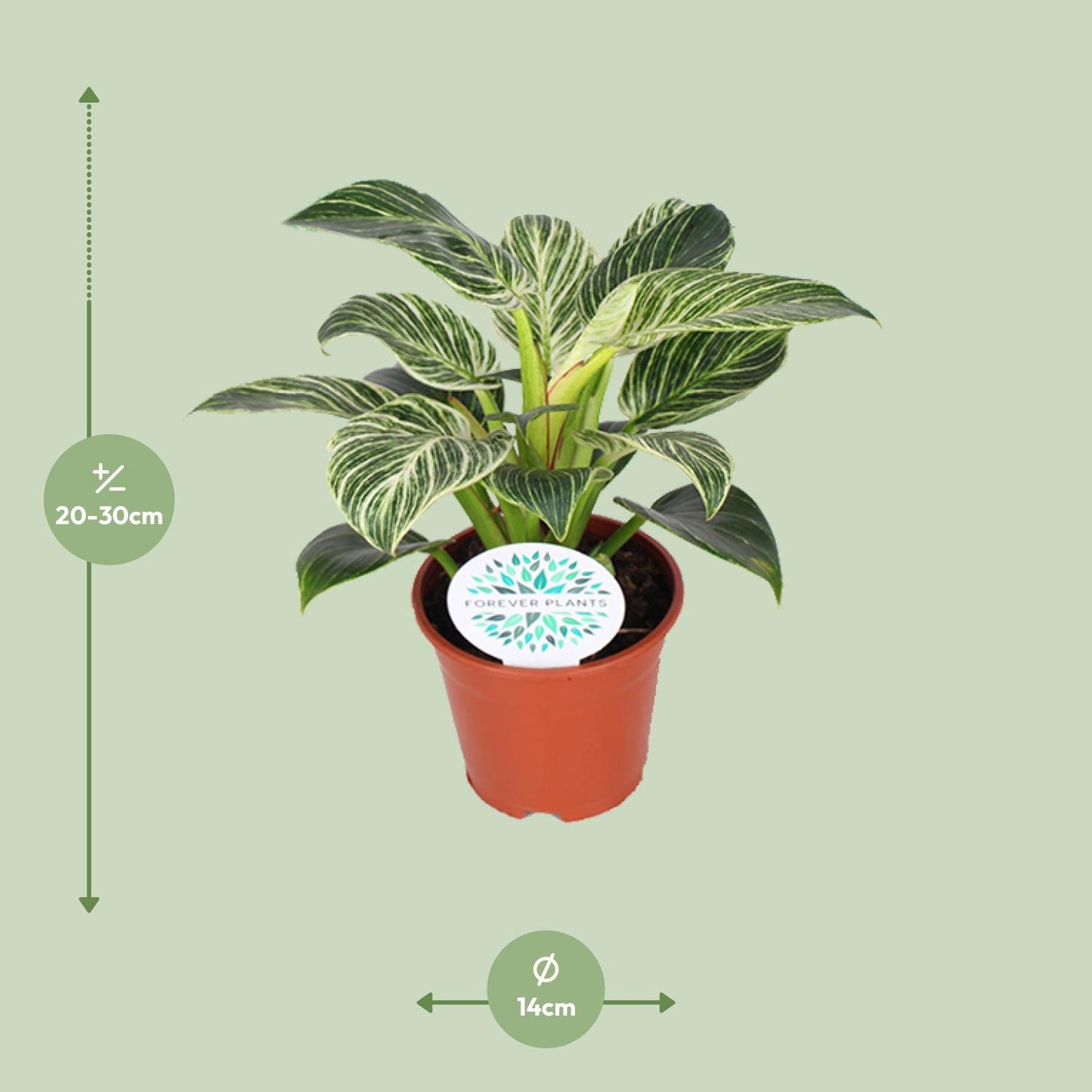 Philodendron Birkin – Pflegeleichte Design-Zimmerpflanze Ø14cm