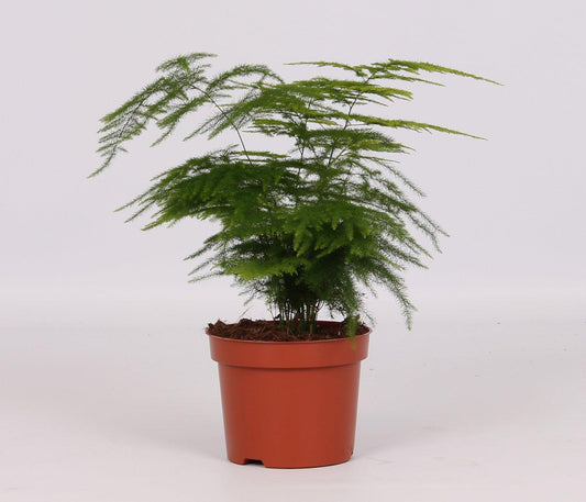 Asparagus Setaceus Plumosus Ø12cm – Luftige Sierasperge