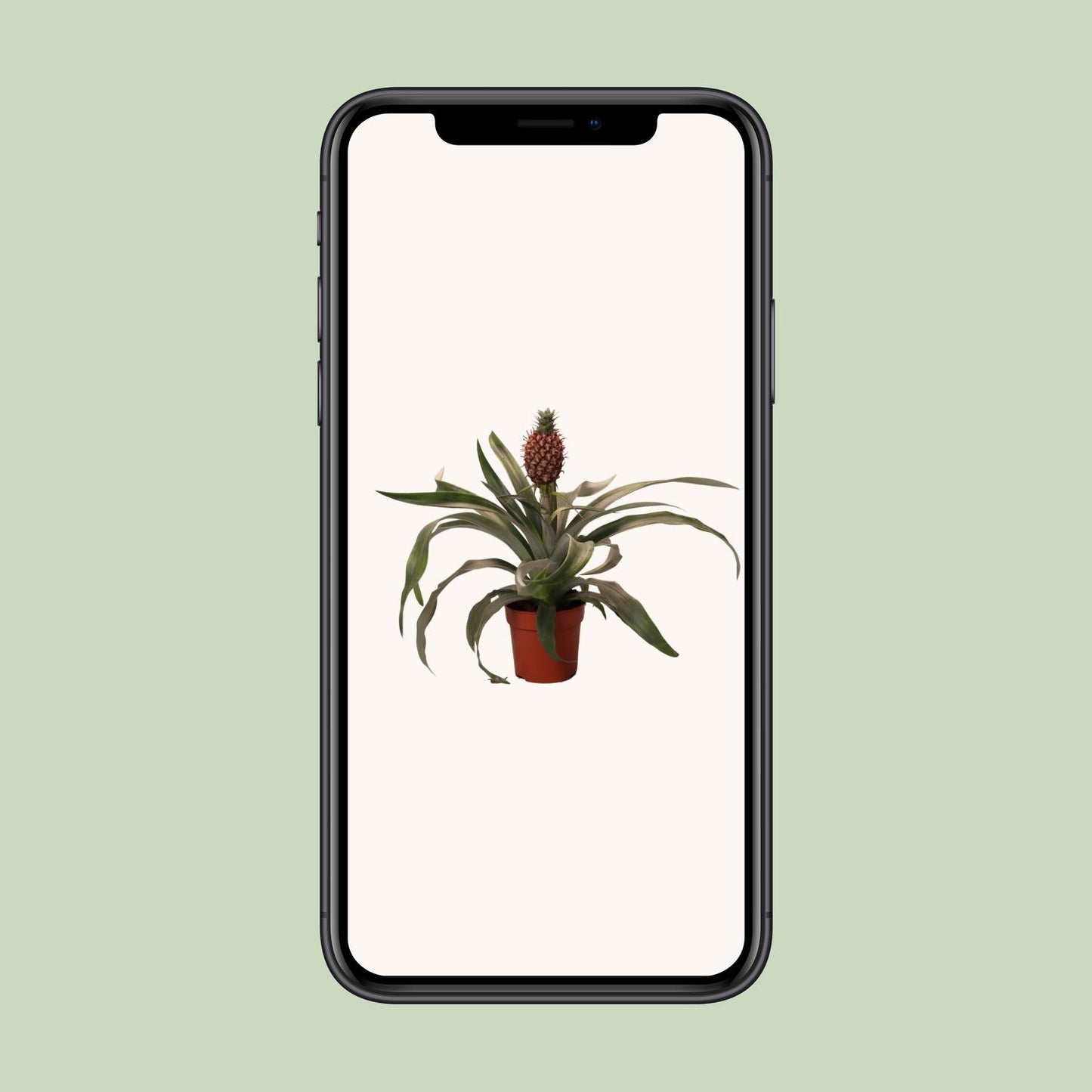 Ananas-Pflanze Rosita – Ø12cm, 35cm Höhe, pflegeleicht