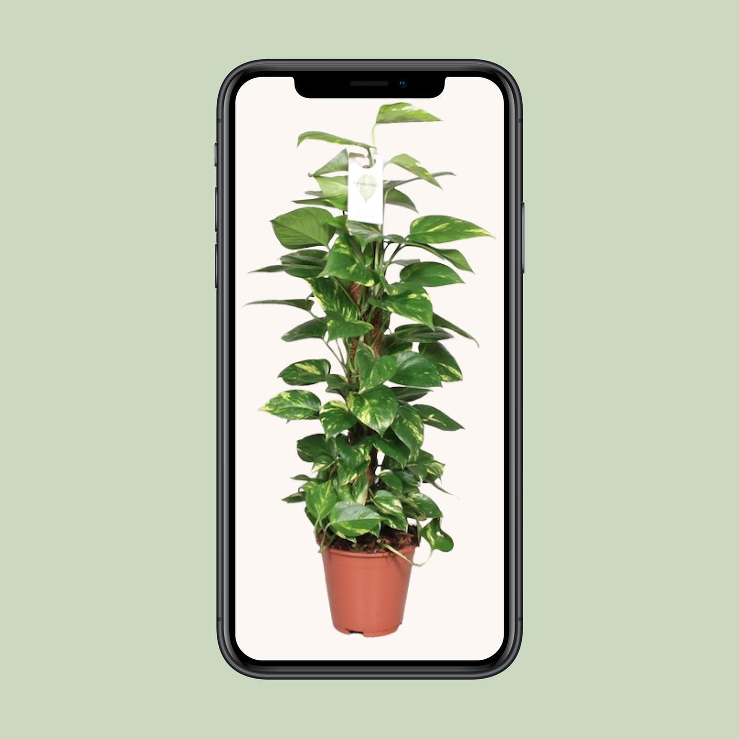 Epipremnum Pinnatum Mosstok – Goldene Efeutute 80 cm