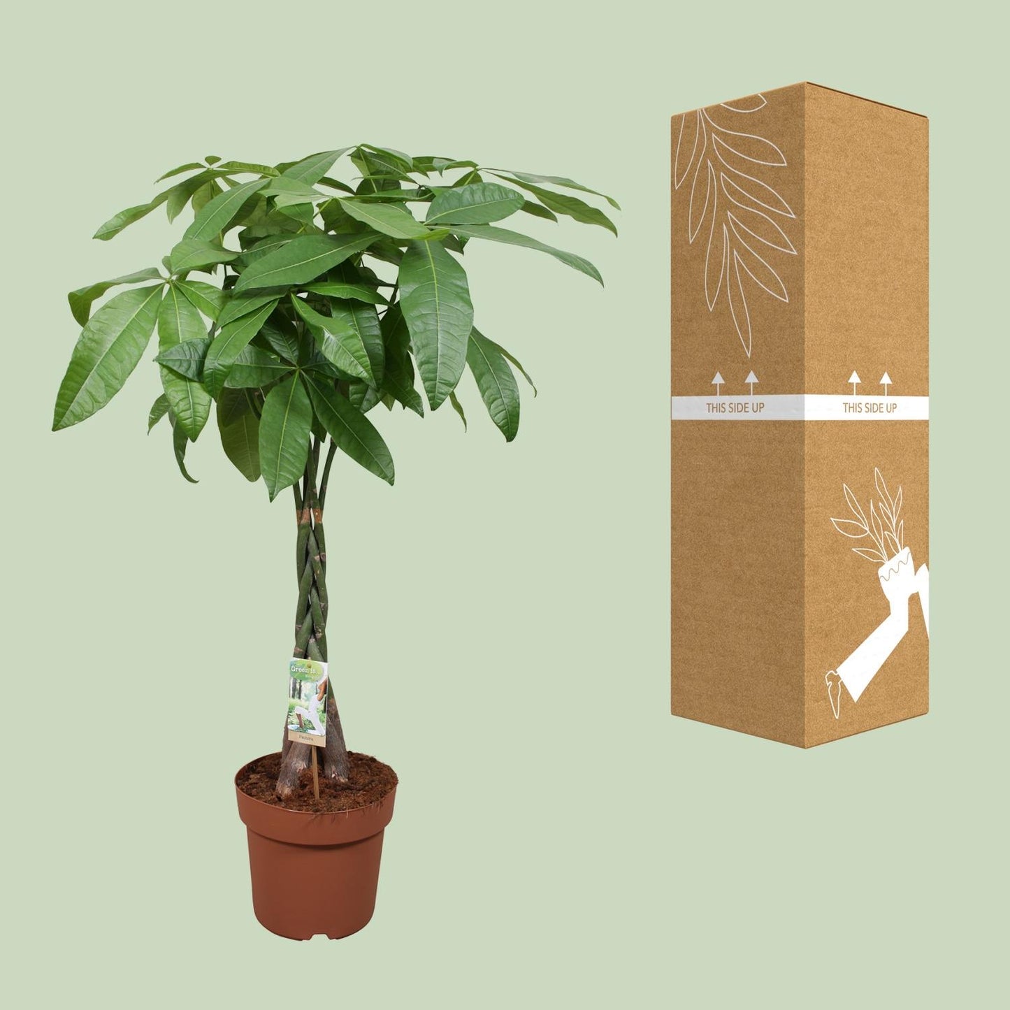 Pachira Aquatica – Pflegeleichte Zimmerpflanze Ø24cm