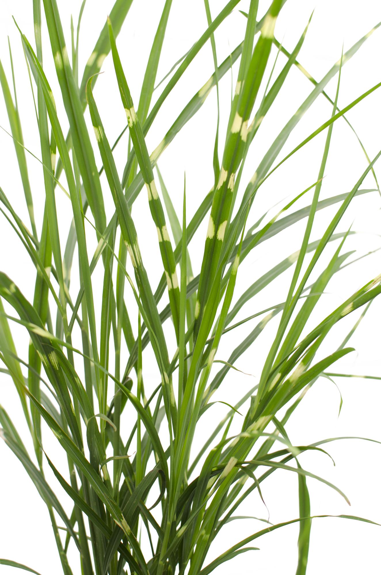 Miscanthus sinensis Strictus – Zebra Ziergras Ø23cm