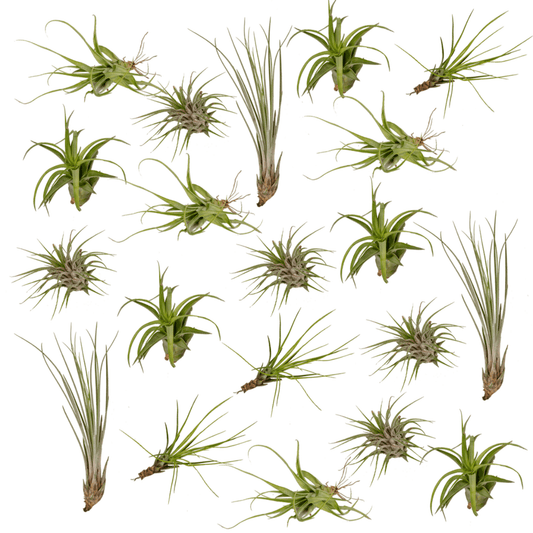 Tillandsia Air Mix – 20 pflegeleichte Luftpflanzen Ø6 cm
