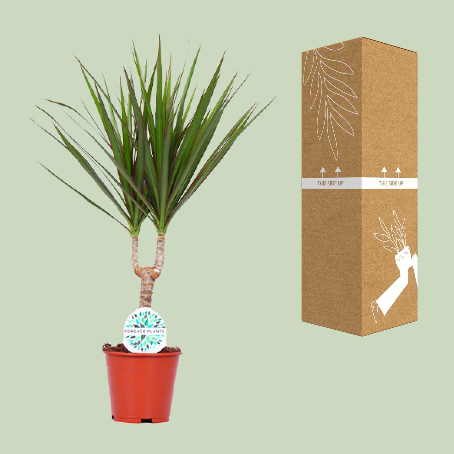 Dracaena Marginata – Pflegeleichte Zimmerpflanze Ø14cm