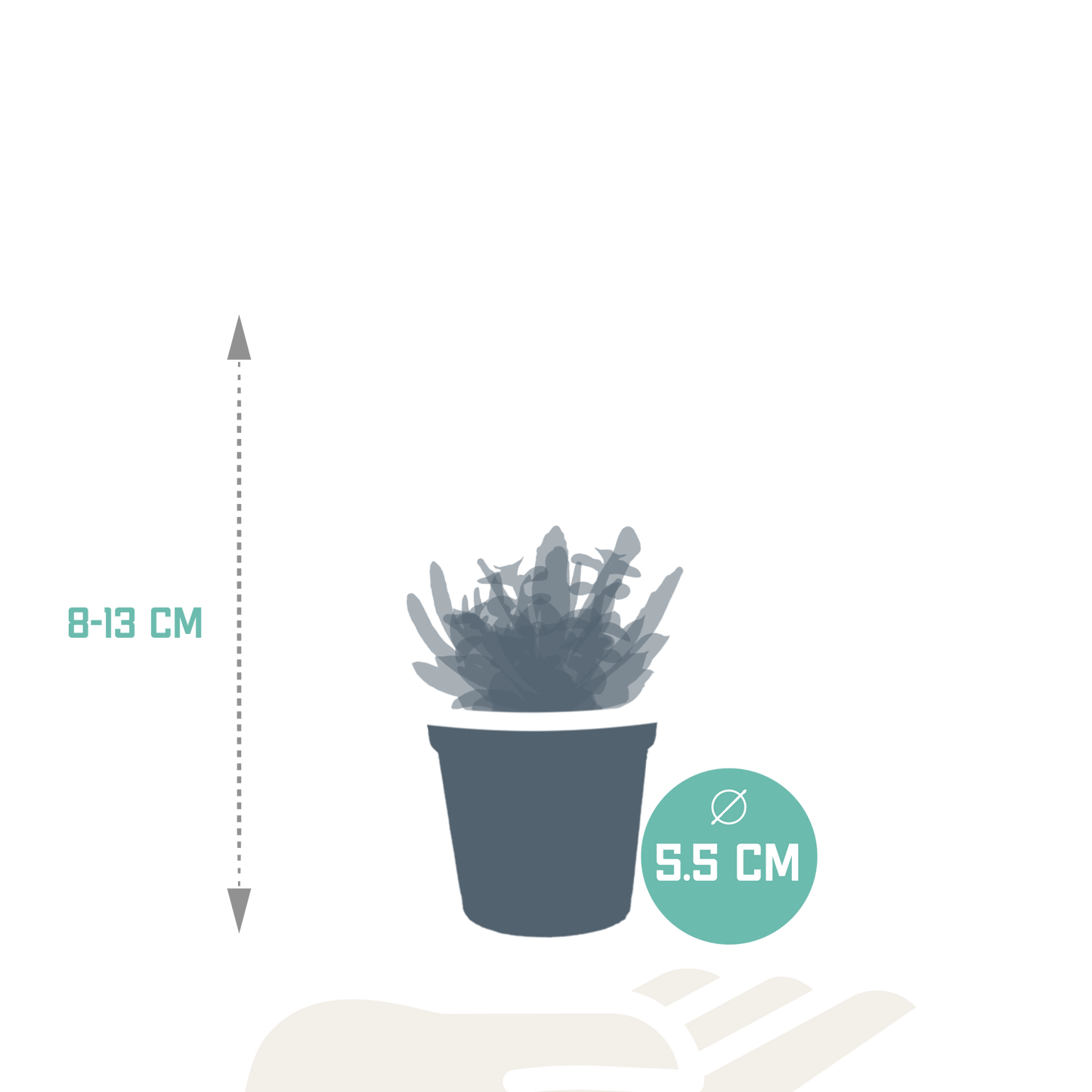 Vetplanten Sukkulenten-Mischung 5er Set 5,5 cm