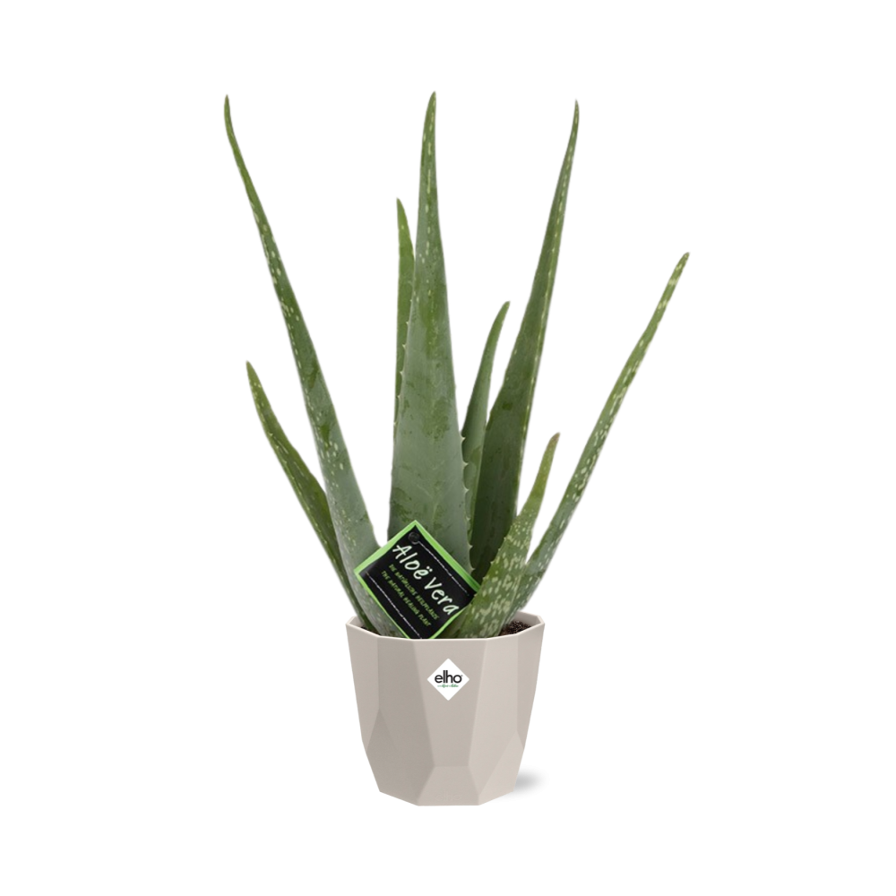 Aloe Vera 12 cm im ELHO b.for rock Topf warm grey