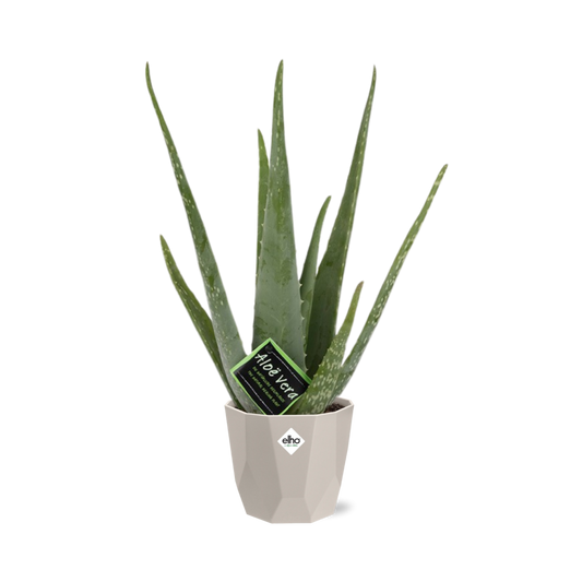 Aloe Vera 12 cm im ELHO b.for rock Topf warm grey