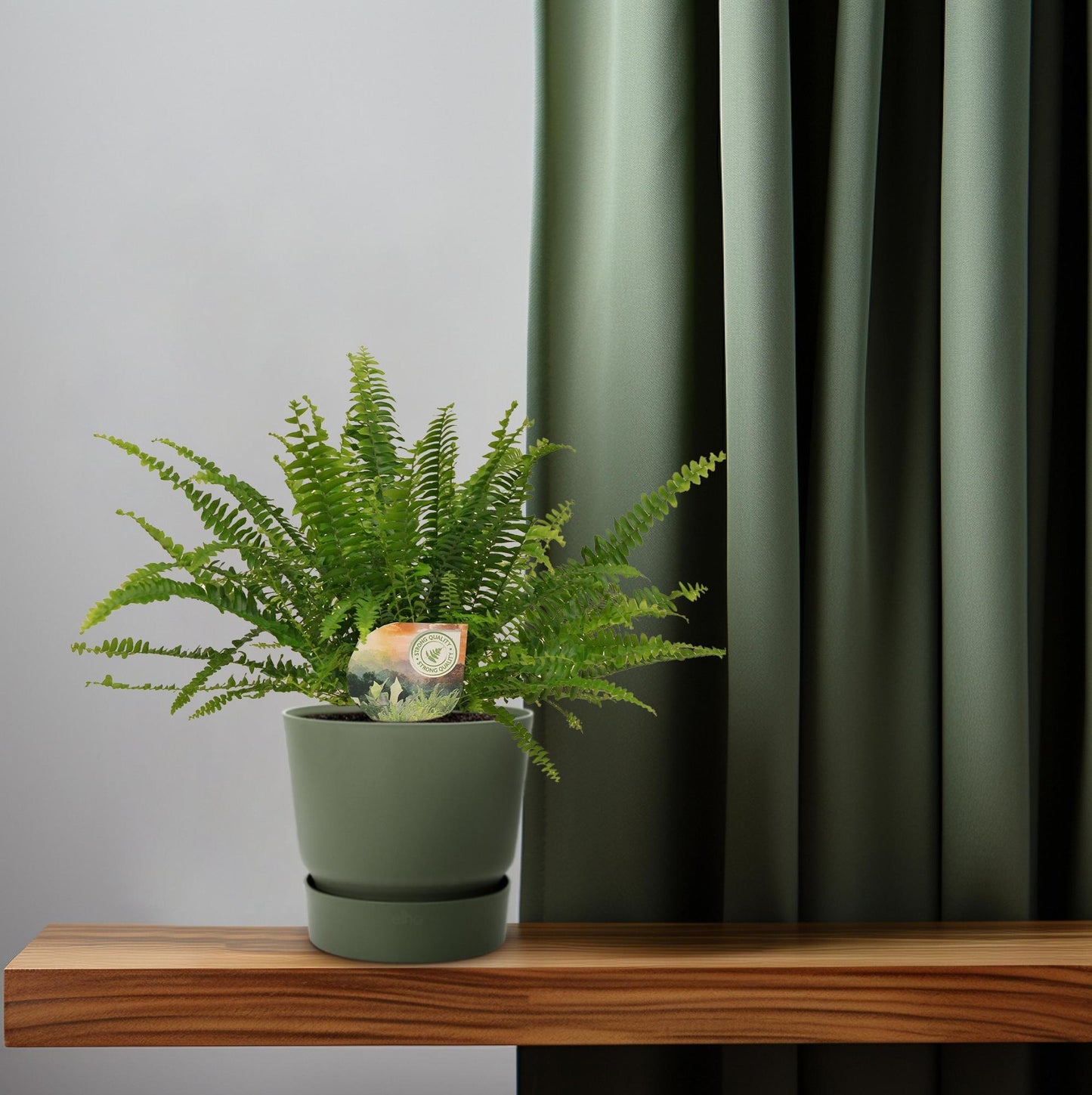 Schwertfarn 'Green Lady' Ø12cm – Pflegeleichte Zimmerpflanze