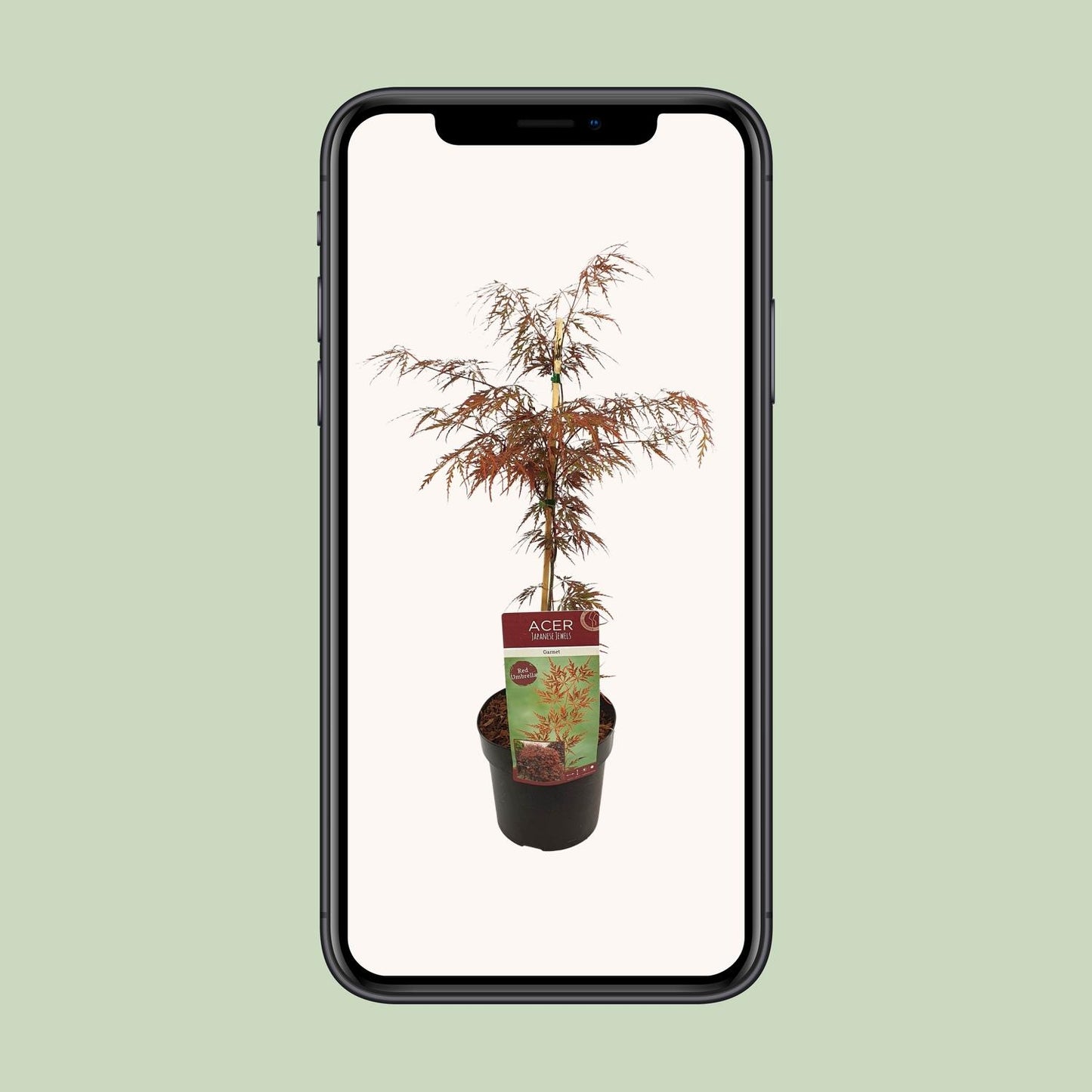 Acer palmatum 'Garnet' – Pflegeleichter Japanischer Ahorn Ø19cm