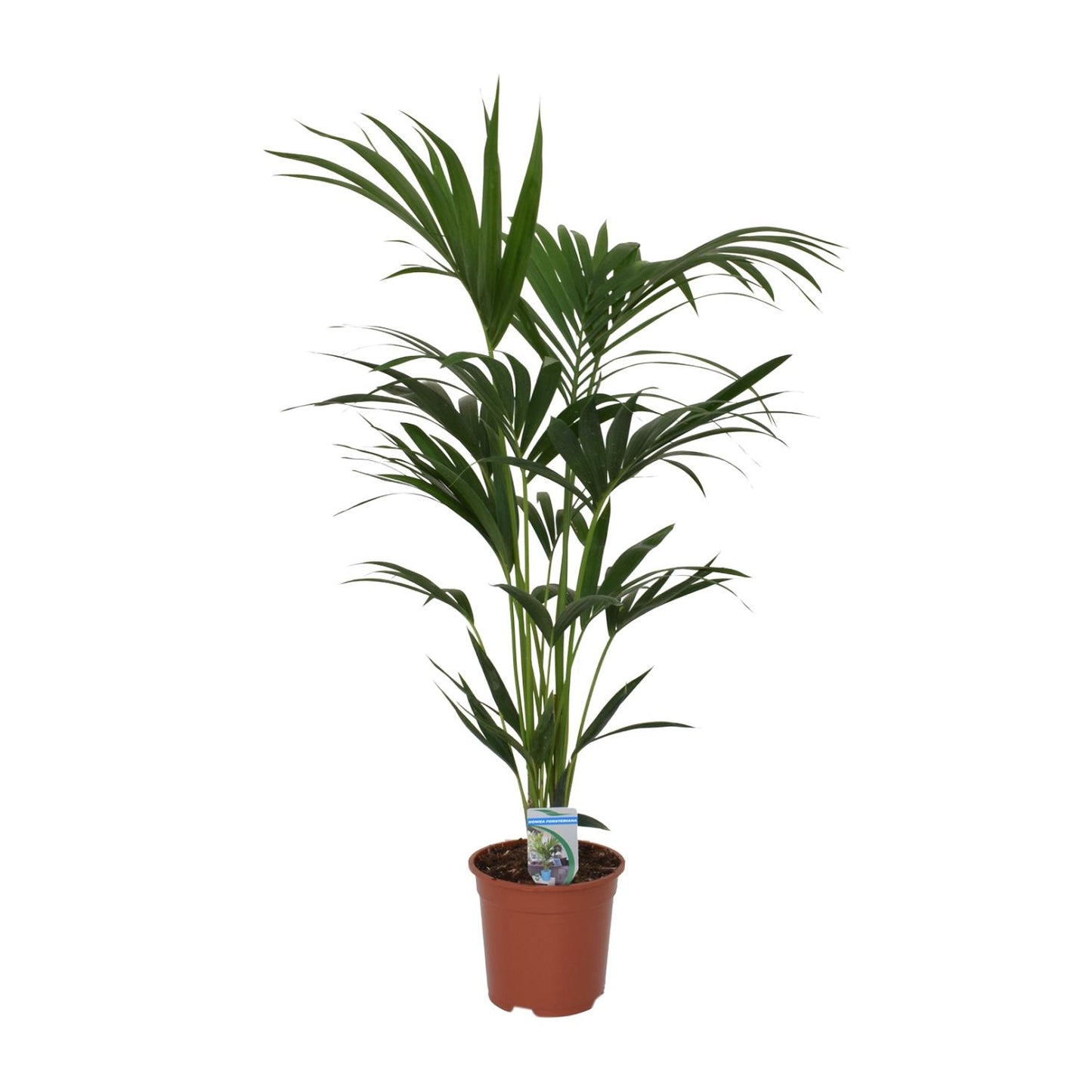 Howea forsteriana – Kentia-Palme Ø21cm, 120cm hoch