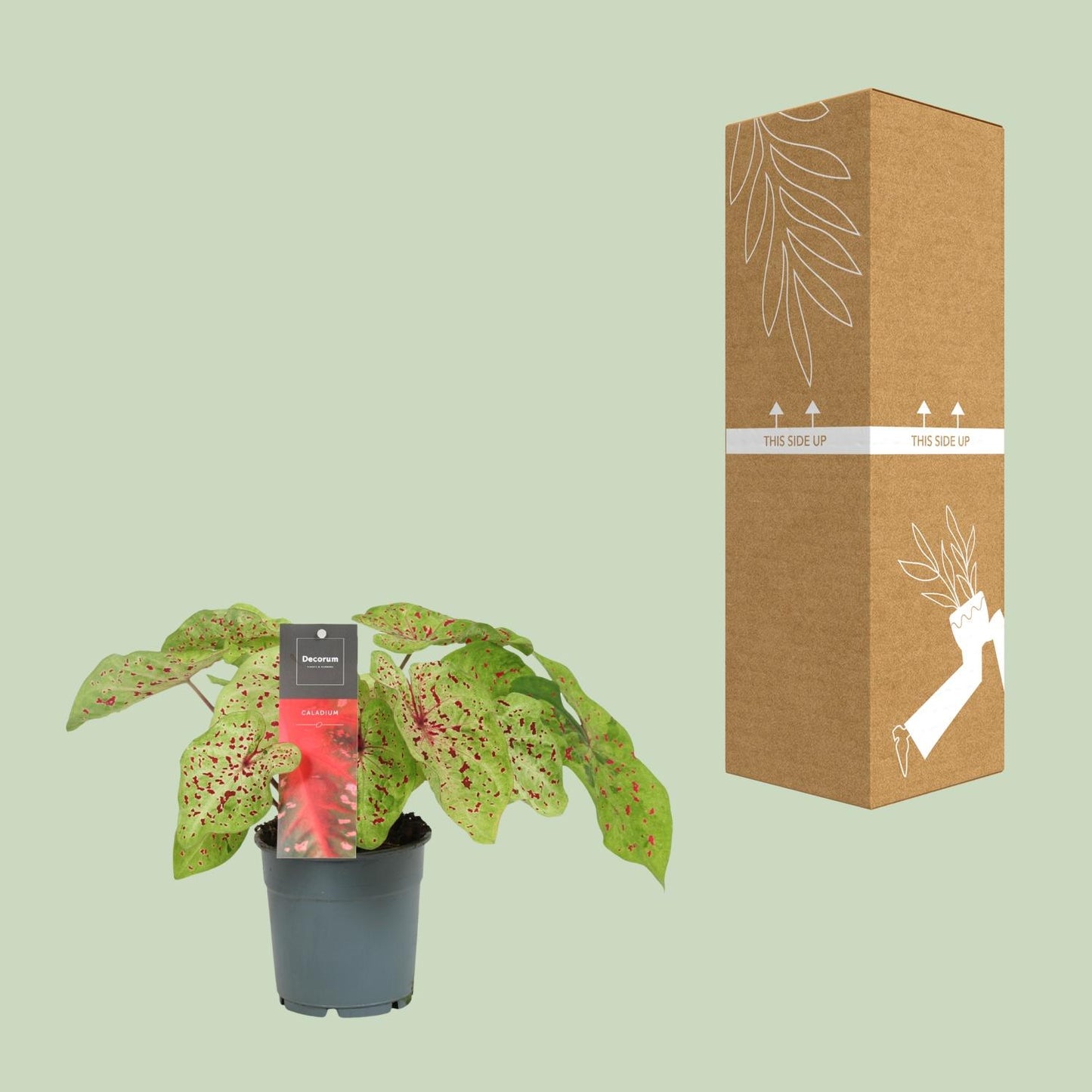 Caladium 'Miss Muffet' – Pflegeleichte Tropische Engelwurz im 12cm Topf